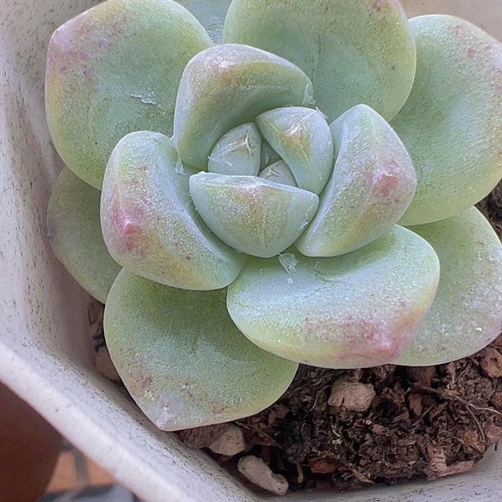 玉蝴蝶精品多肉植物