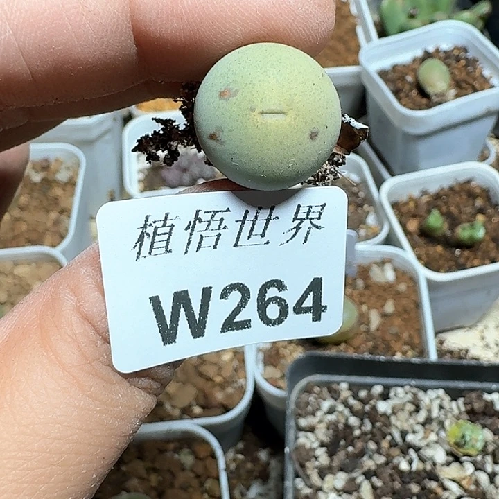 J***轩264号多肉植物哇d