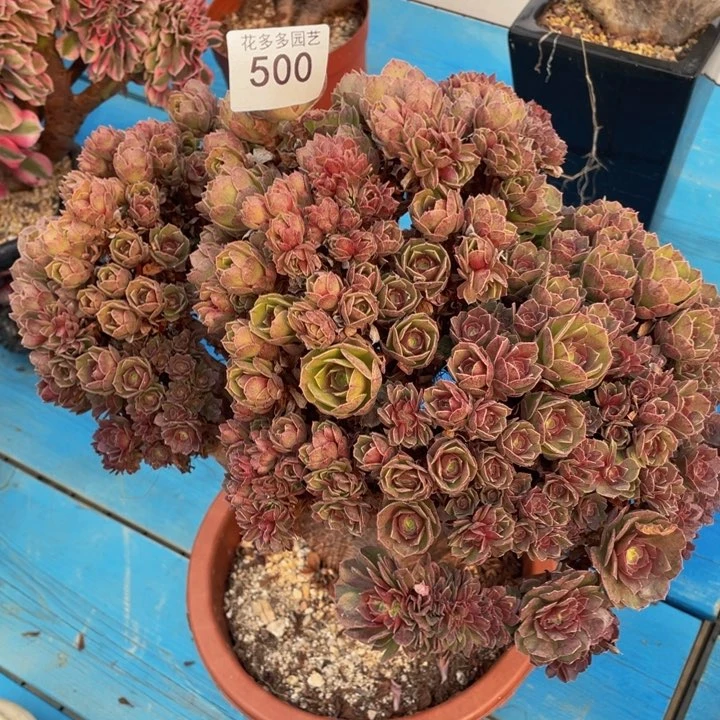 500号万圣节朵朵有伤