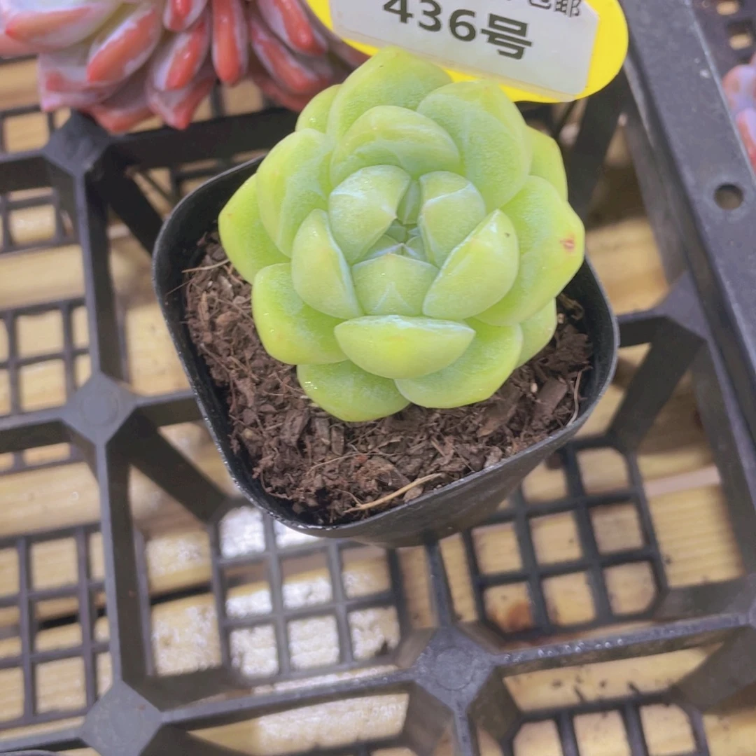 436号 孤品绿透珍妮