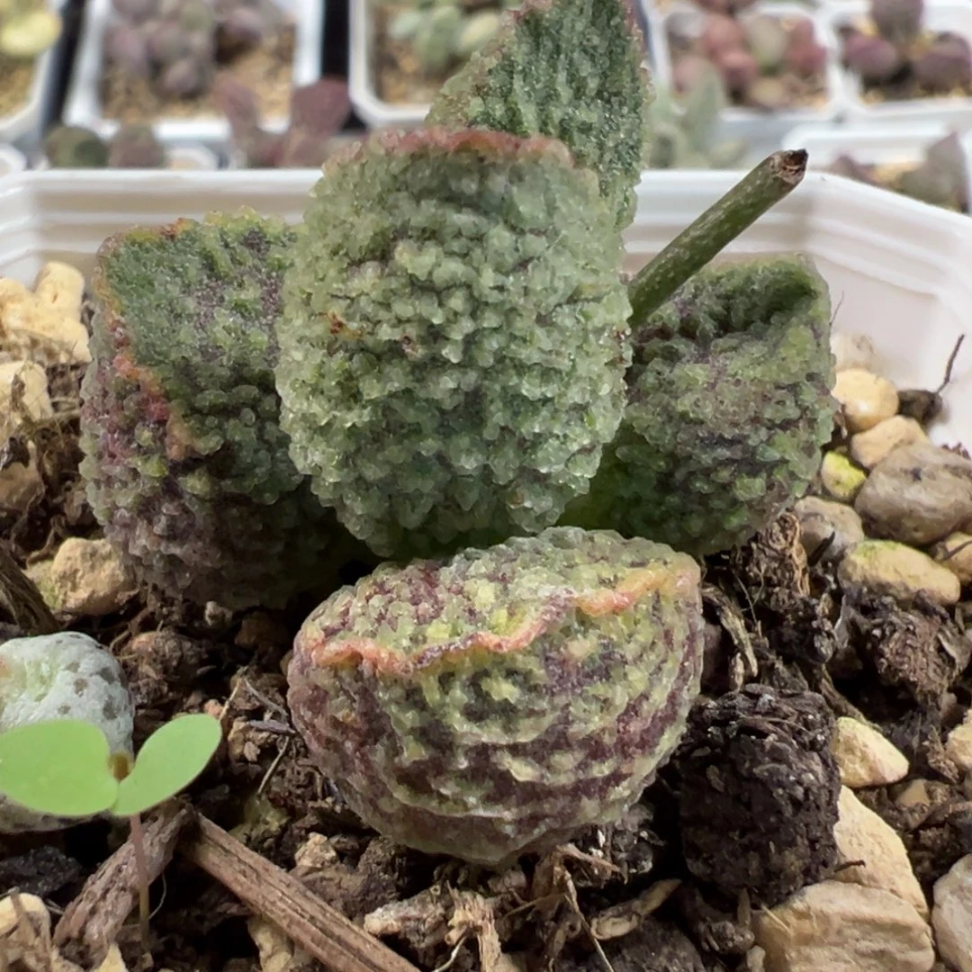 实生新品多肉植物水泡多肉植物