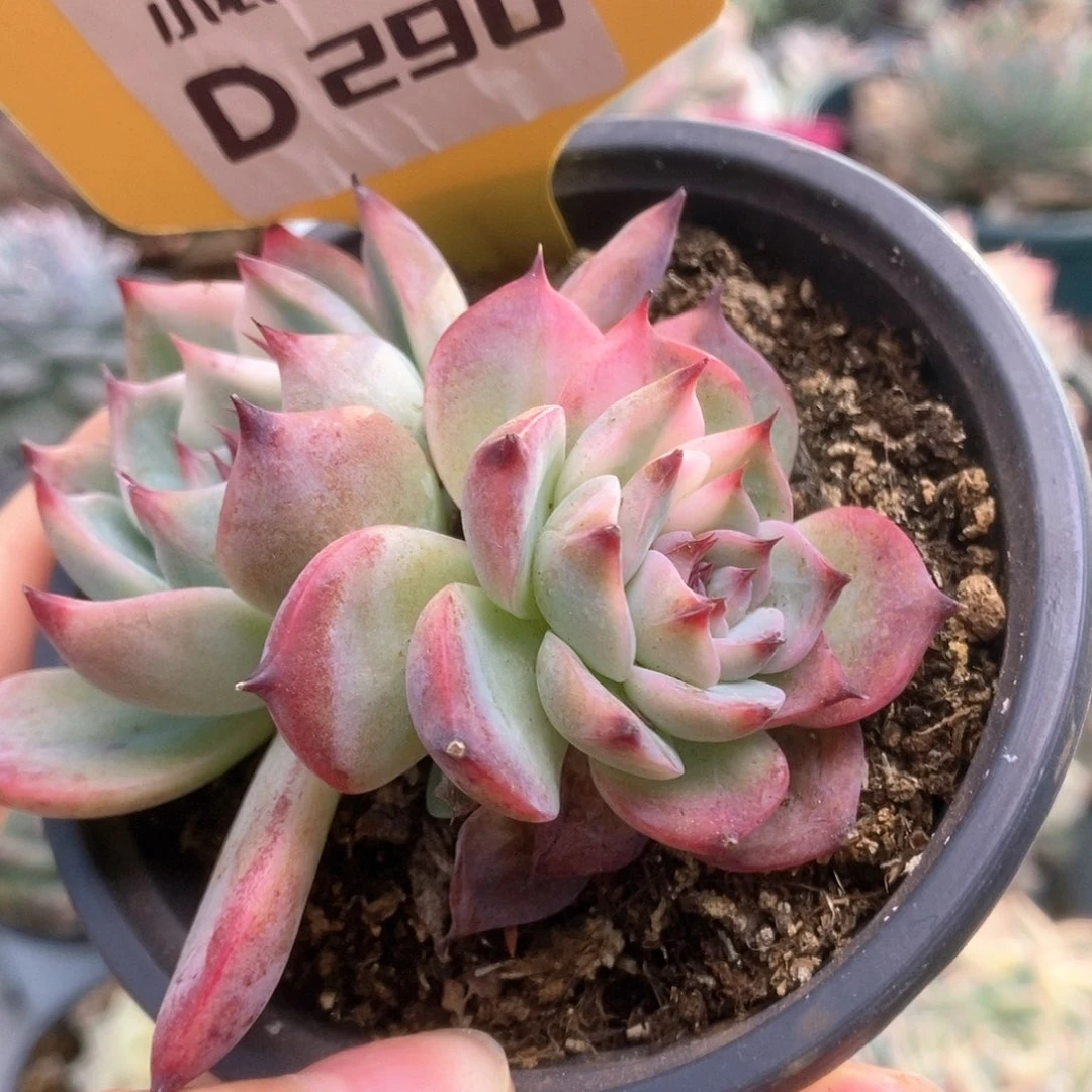 290锦锦锦锦锦锦锦锦