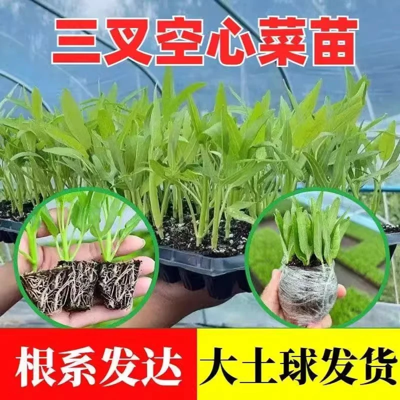 三叉空心菜秧苗高产空心菜苗大叶空心菜秧苗带土盆栽阳台小菜园