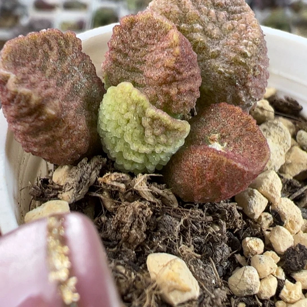 实生新品多肉植物水泡