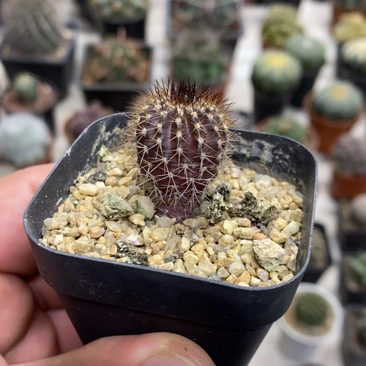 实生紫皮尤博球特价