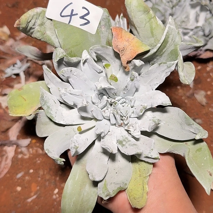 3代杂交仙女杯多肉福利辞退瑕疵