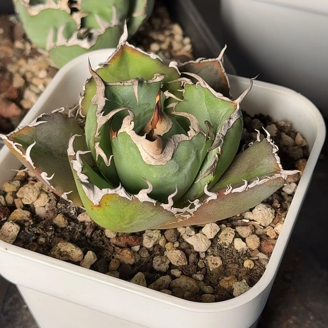 无花朵龙舌兰任王冠8