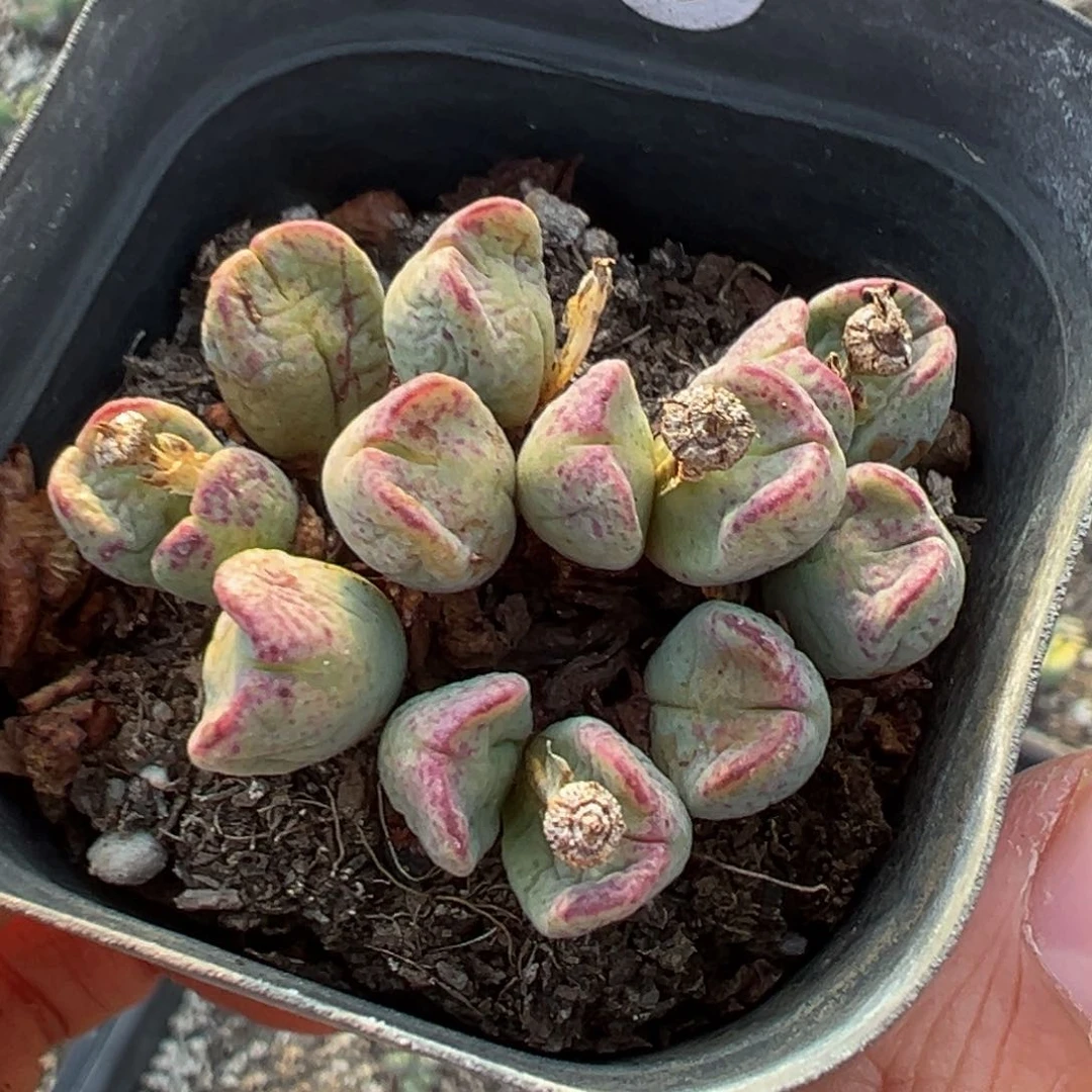 郭***?多肉植物111111111111111