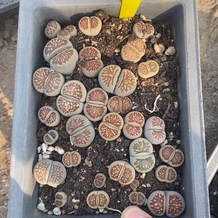 萝***了生石花等植物的生长720