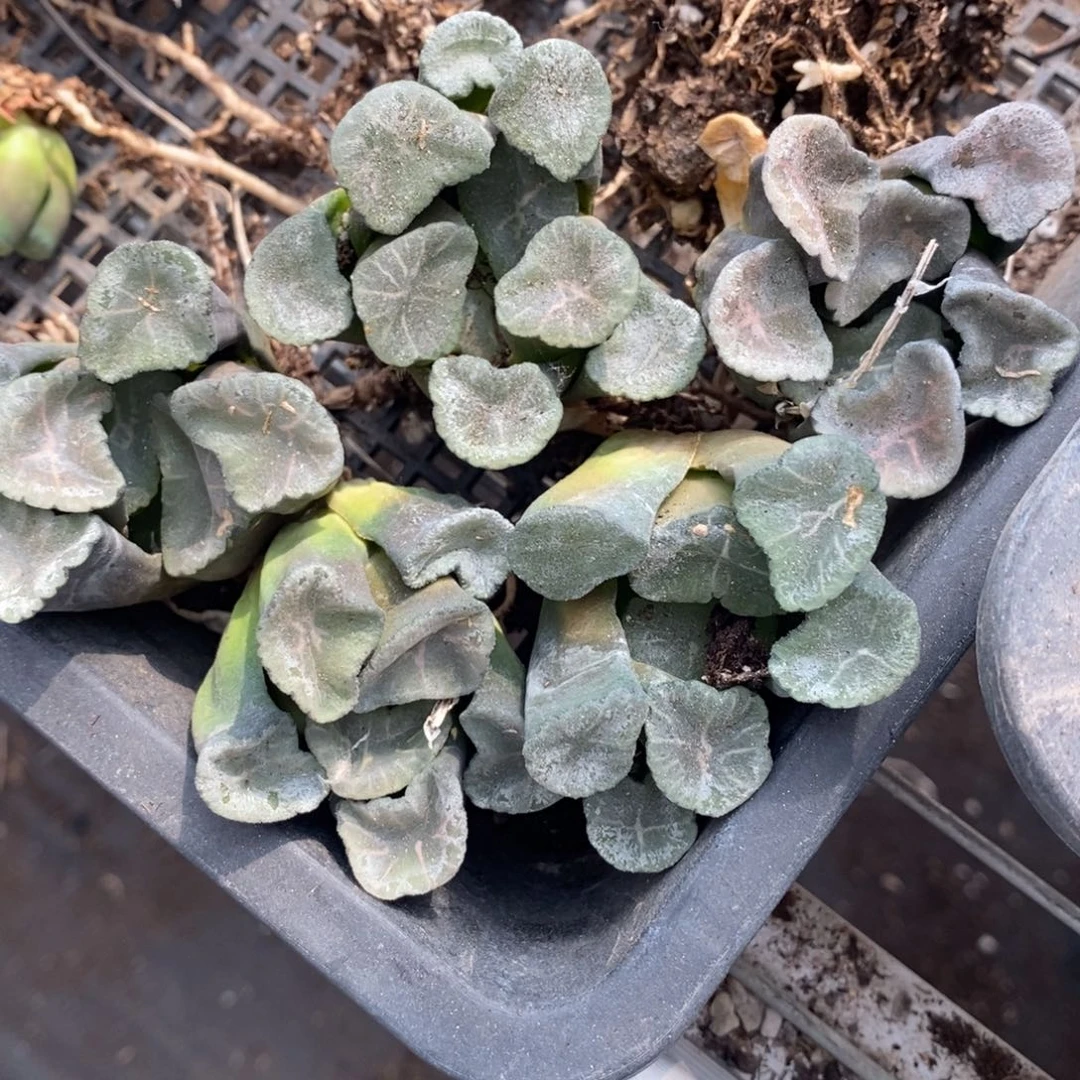 312 一颗实生大窗万象 巨无霸 超级福利