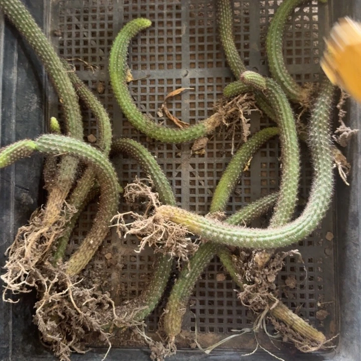 262带根不好垂吊金妞弯徒长脱土发货，20包邮