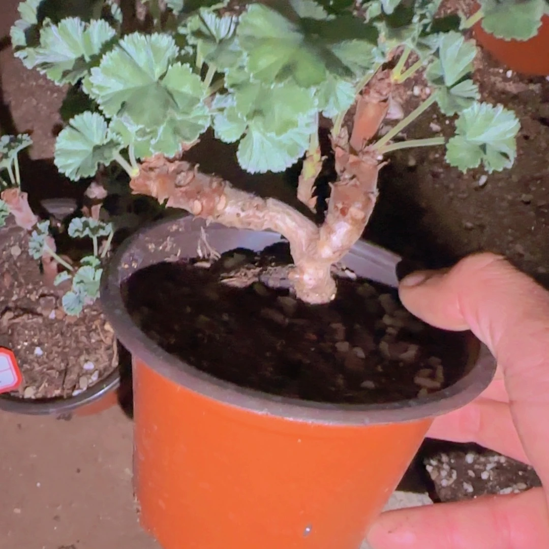 貳***兄块根植物块根植物