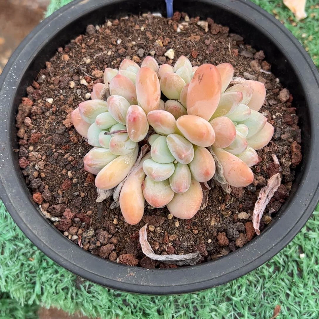 馥*_定向8.16-051 大盆香水