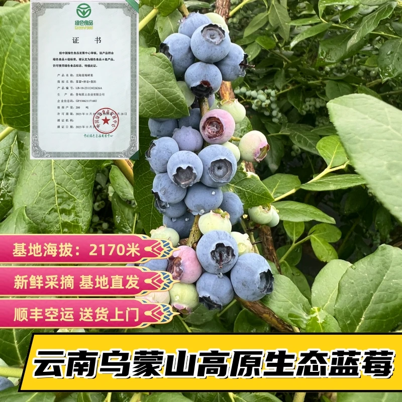 【M9高原生态蓝莓】云南高山蓝莓清甜可口新鲜采摘产地直发