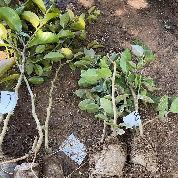 30公分左右叶仙五棵编号8