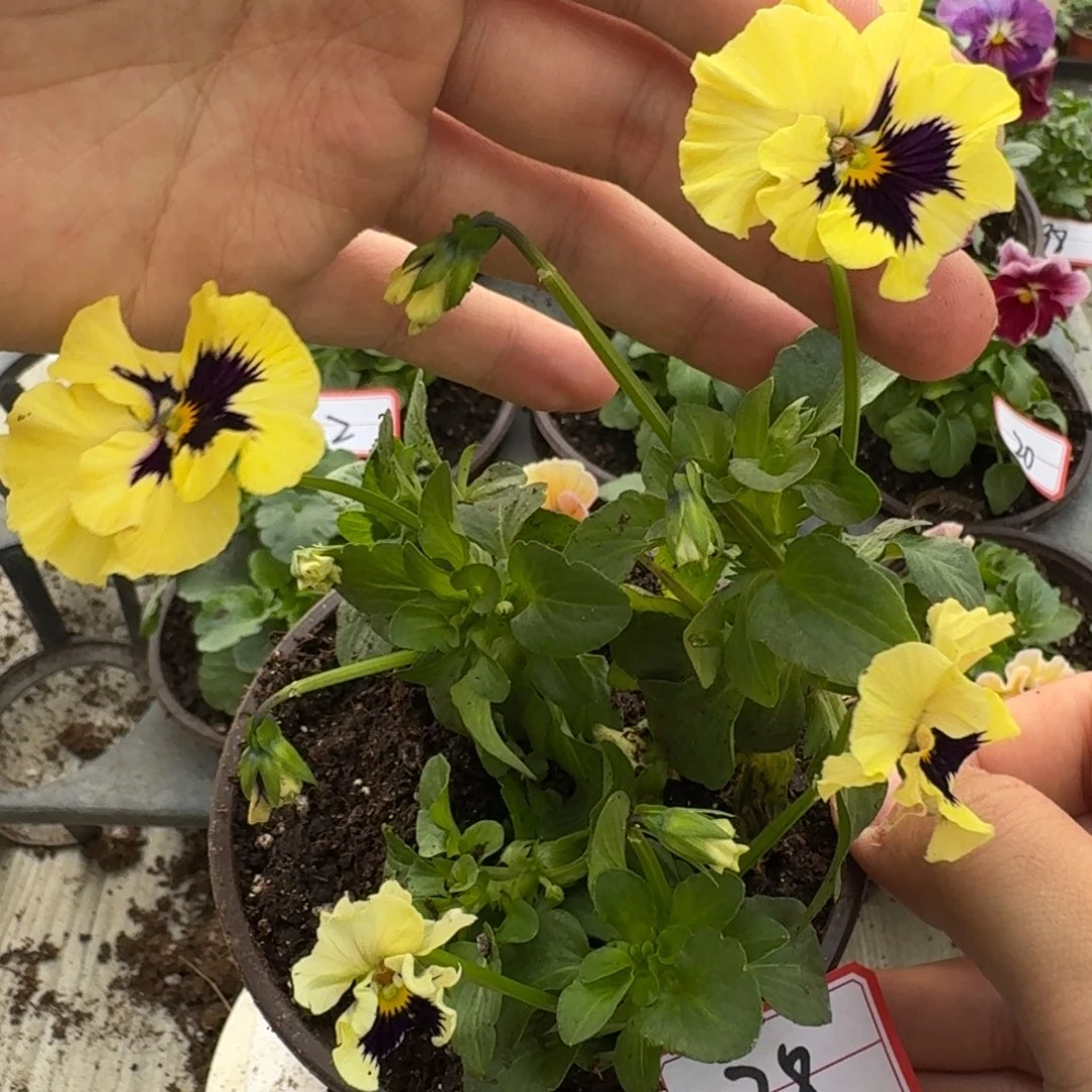 大部分花苞少量开放38