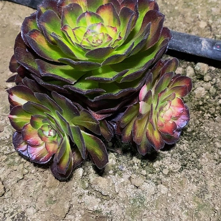 王***玮多肉植物保护研究所