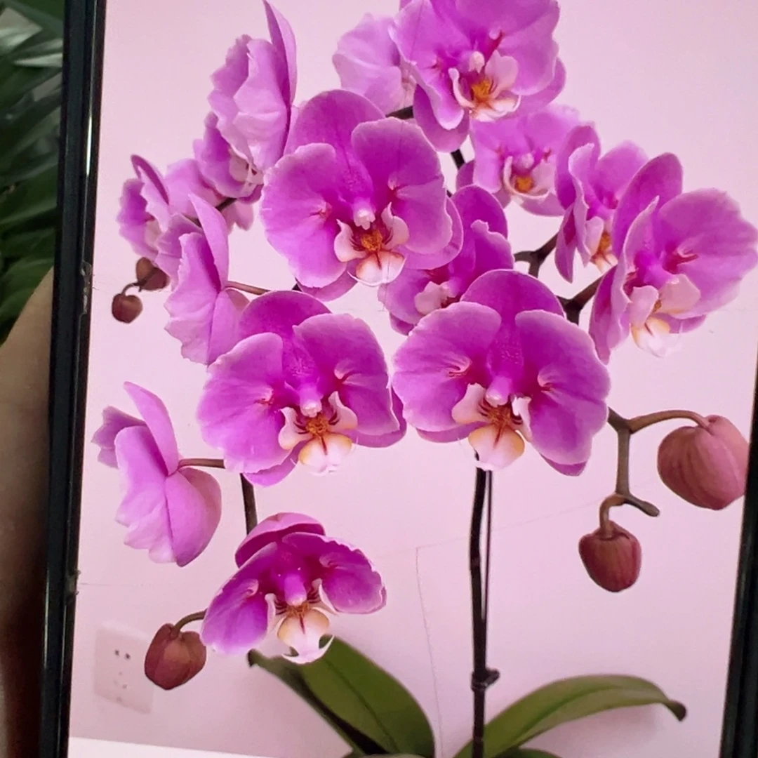 当前无花栽培后可以开花蕾丝安娜新苗