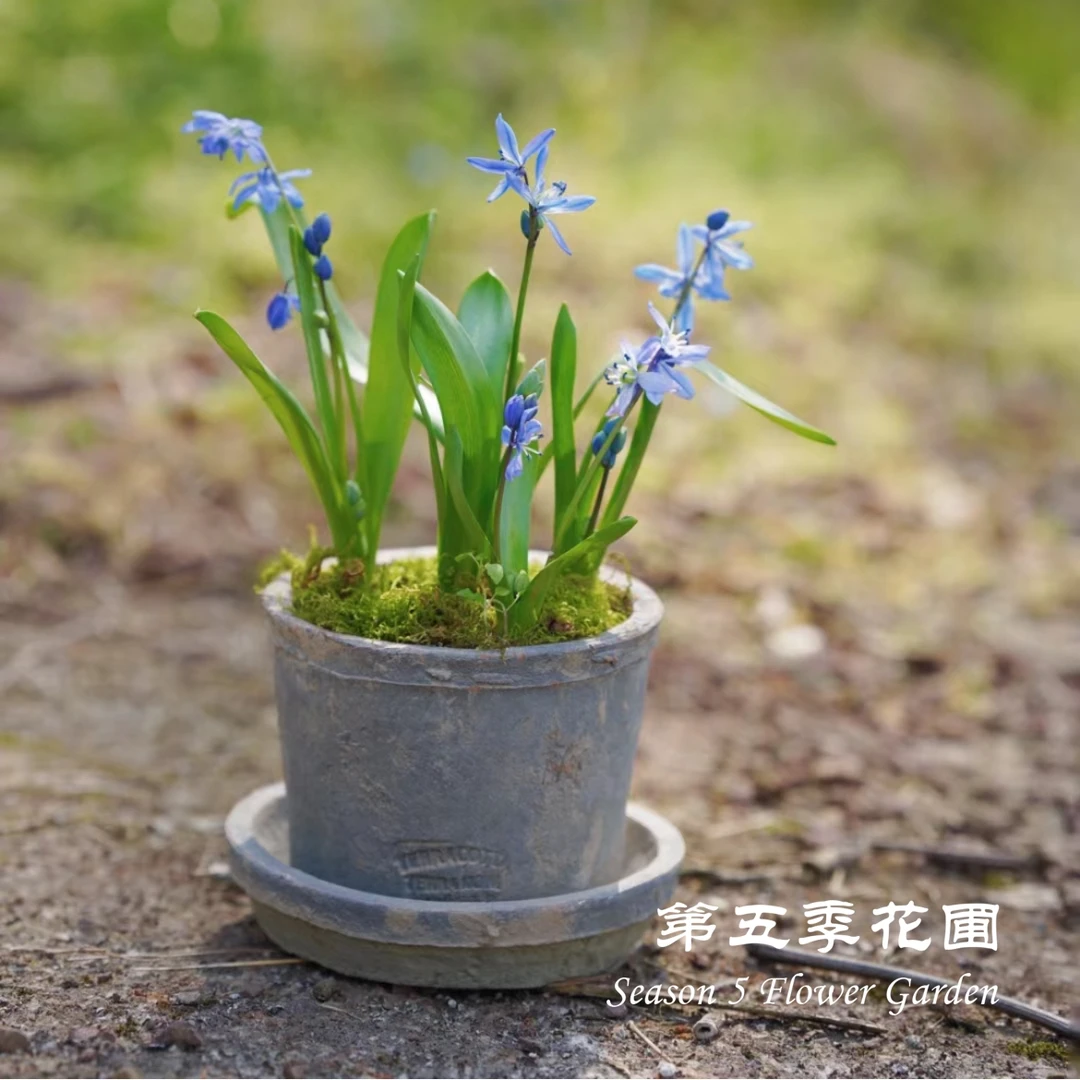 第五季花圃 西伯利亚棉枣儿 多年生春季开花球根植物 阳台盆栽苗