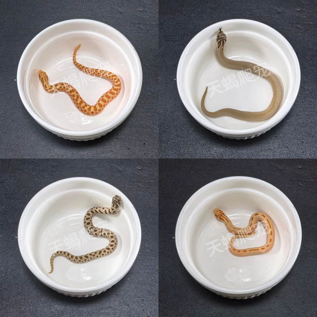 精品猪鼻蛇(幼崽)