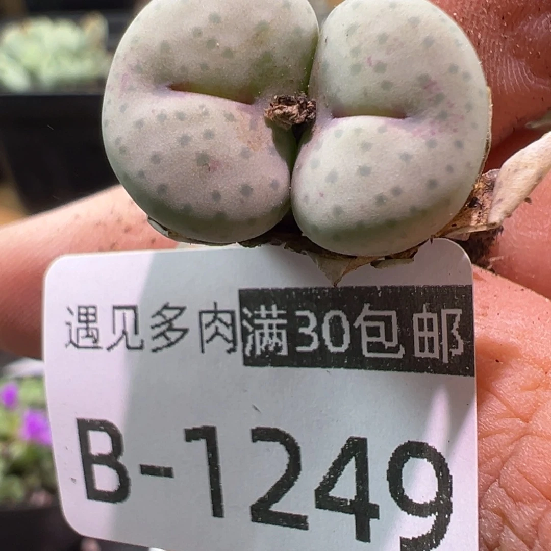 多肉植物11111111111