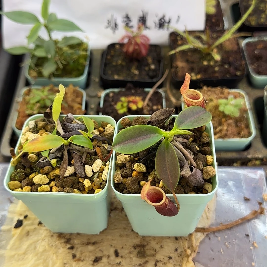 无花朵风铃和CLC猪笼