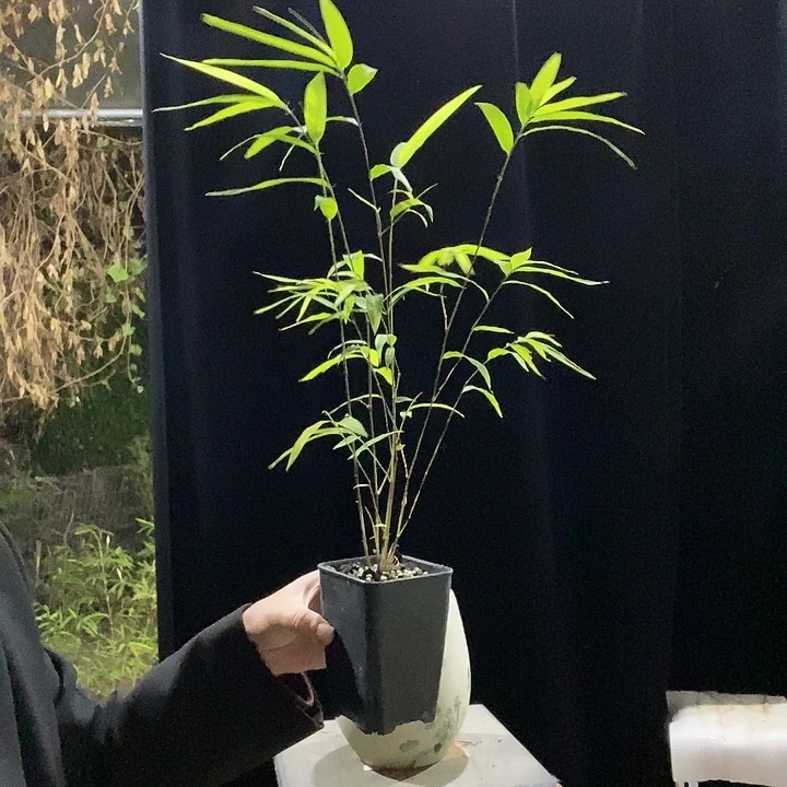 完全开放内门竹内门竹内门竹