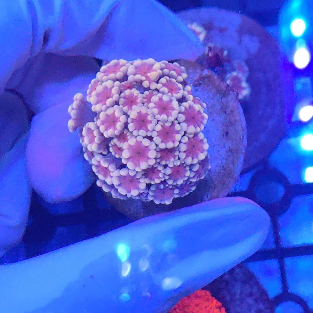 智海海洋珊瑚 不支持退货不包邮