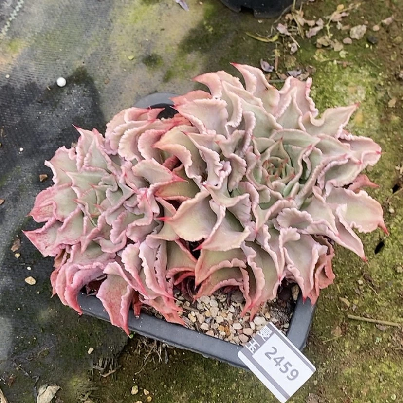 【闪购商品】邓*࿐饺子皮2459