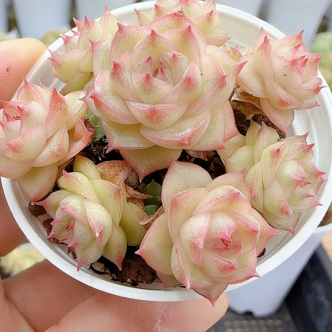 1030-35（ttp-20）优选