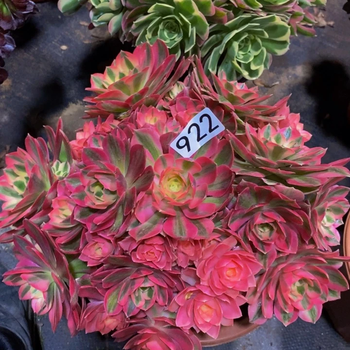 922 粉女巫1111111