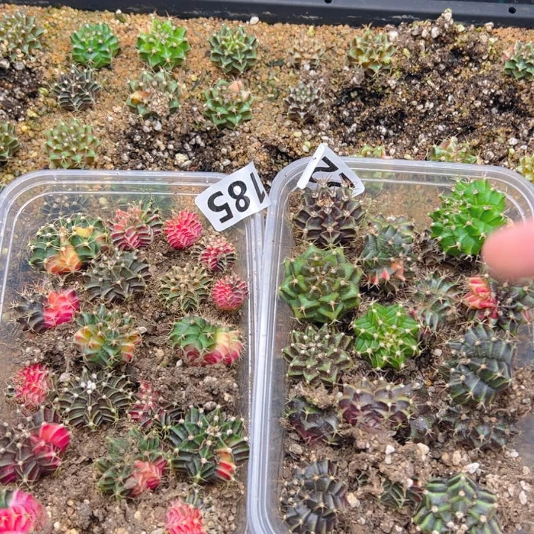 当前无花栽培后可以开花185