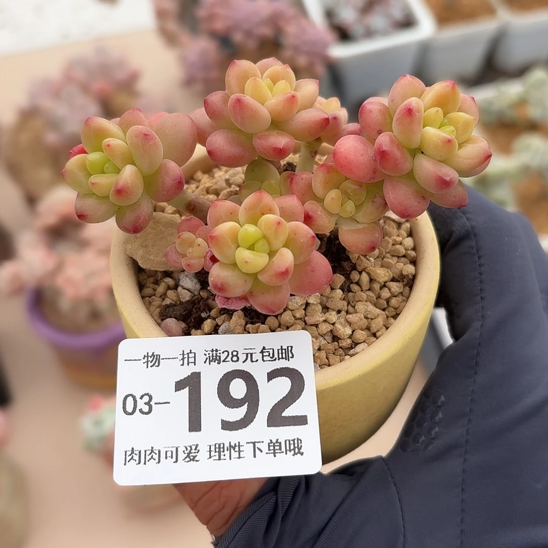 香格拉无盆土发货无盆