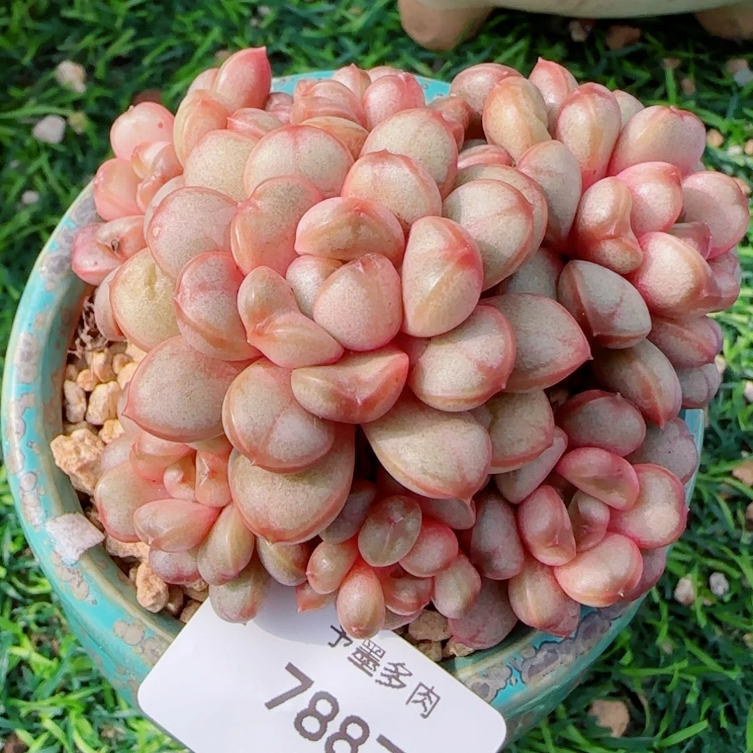 葡萄，7887多肉植物