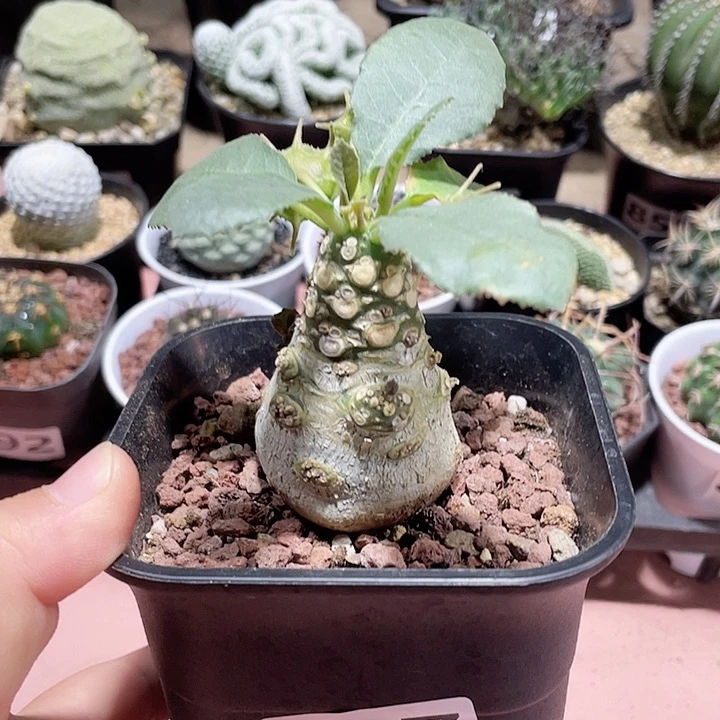 887索马里白皮琉桑块根