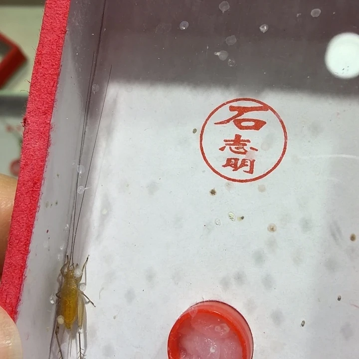 知***惬蟋蟀石老师冬黄蛉一条