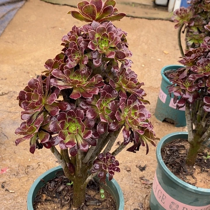 黑法46多肉植物法师
