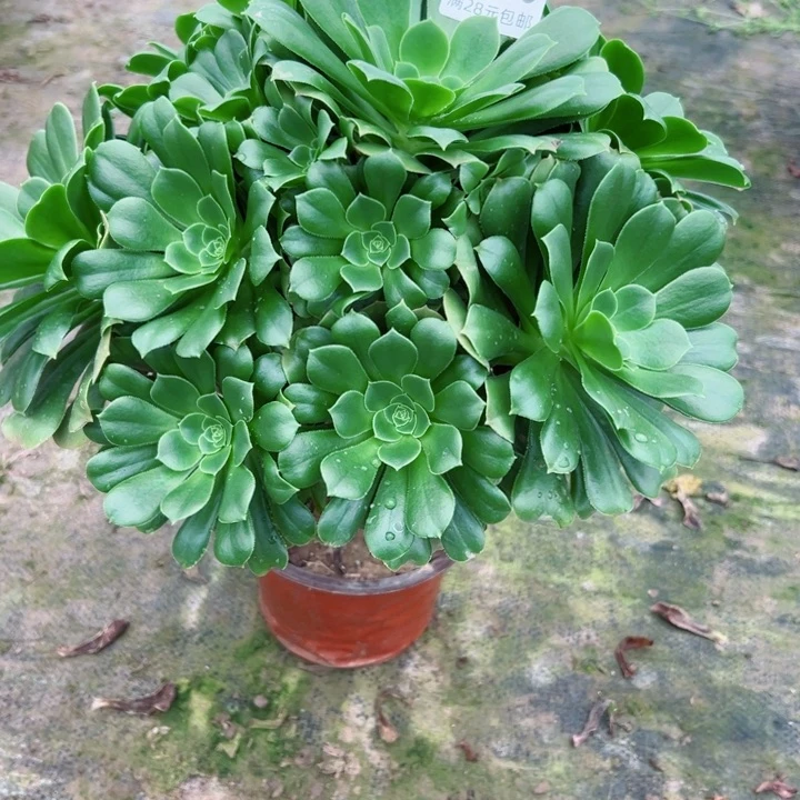 909绿羊绒多肉植物