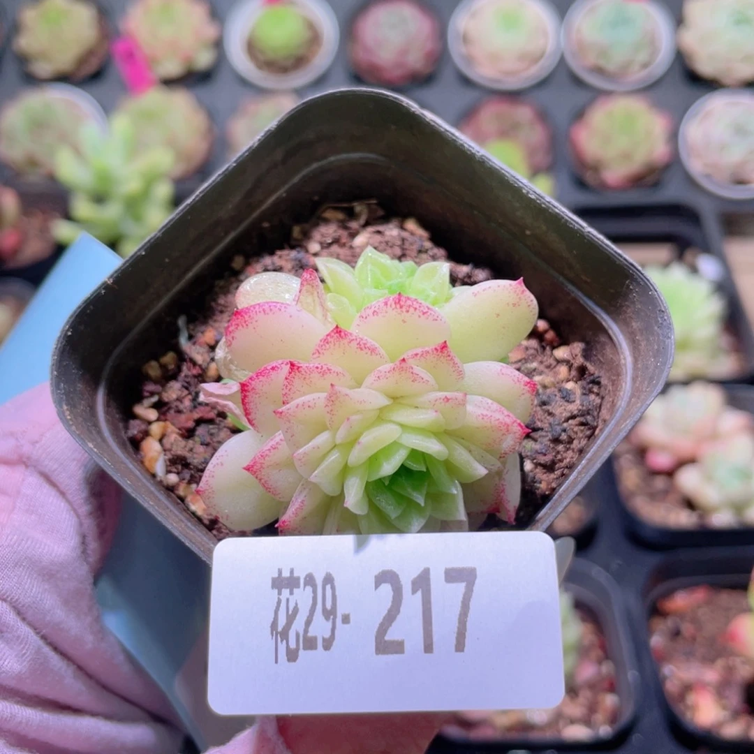 花利美29-217麦秆