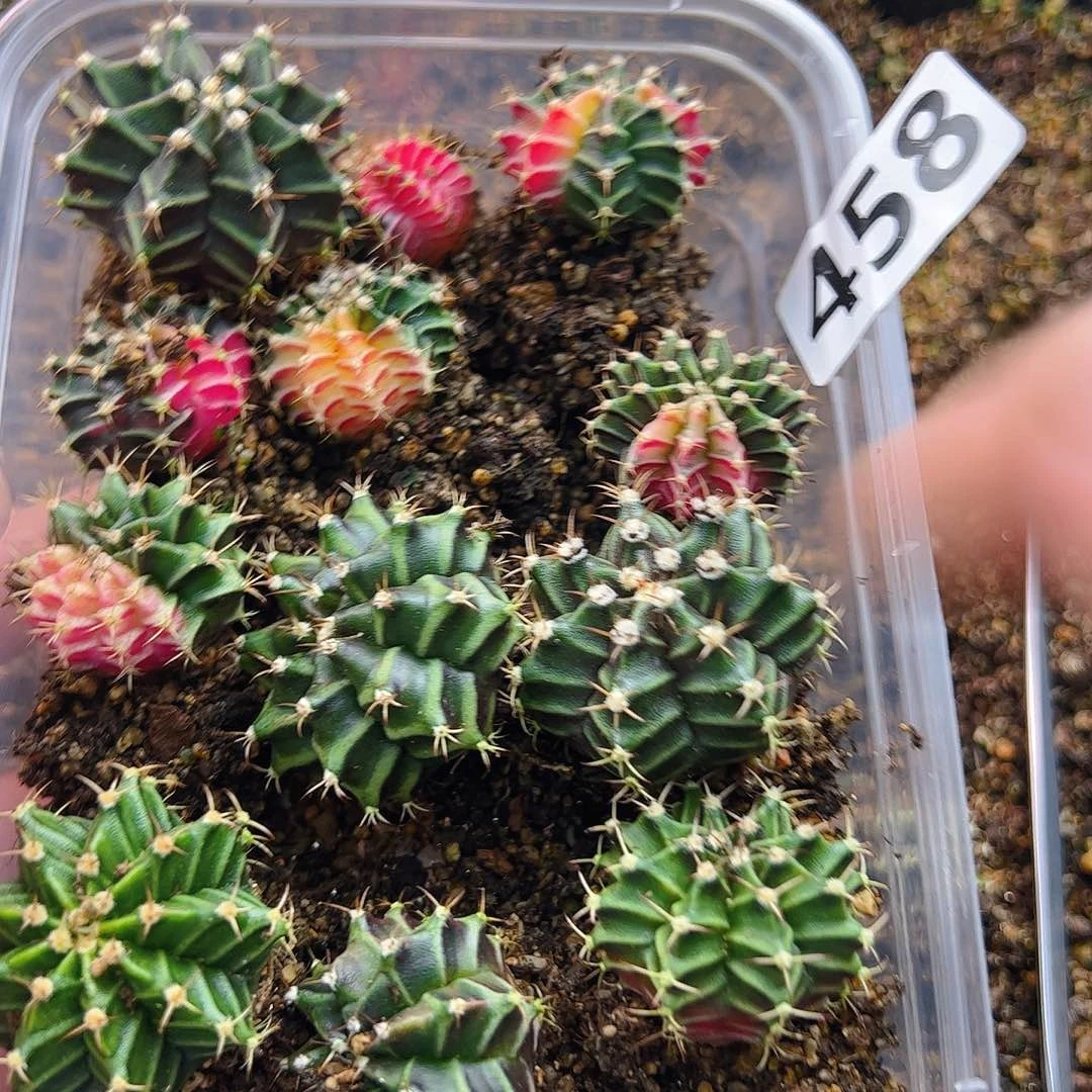 当前无花栽培后可以开花458