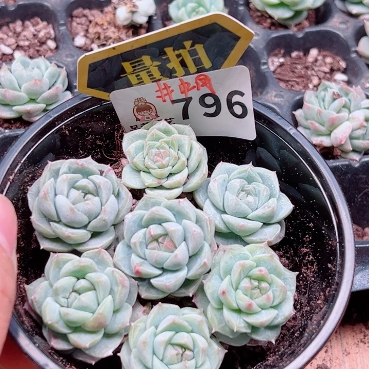 多肉植物多肉植物