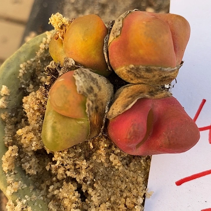 4117四头彩色一颗。