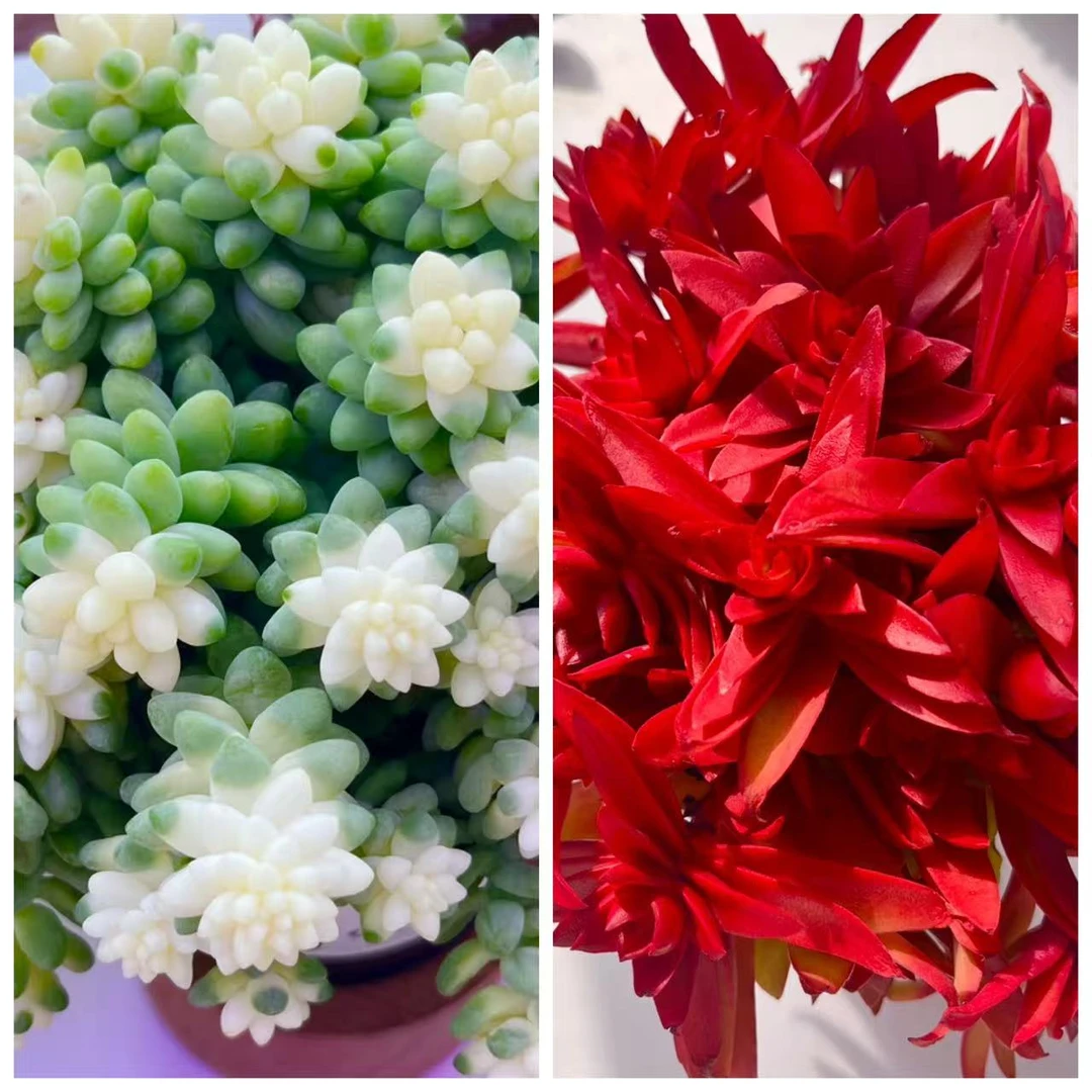 【雪花玉坠➕红百合】 带盆带土 耐冻好养 新手简单好管理