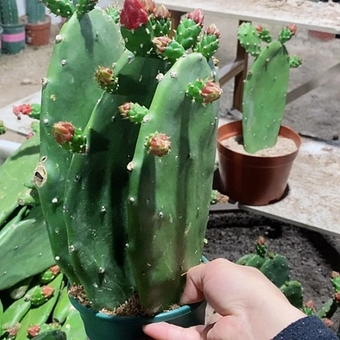 大大颗原盆发货胭脂仙人掌