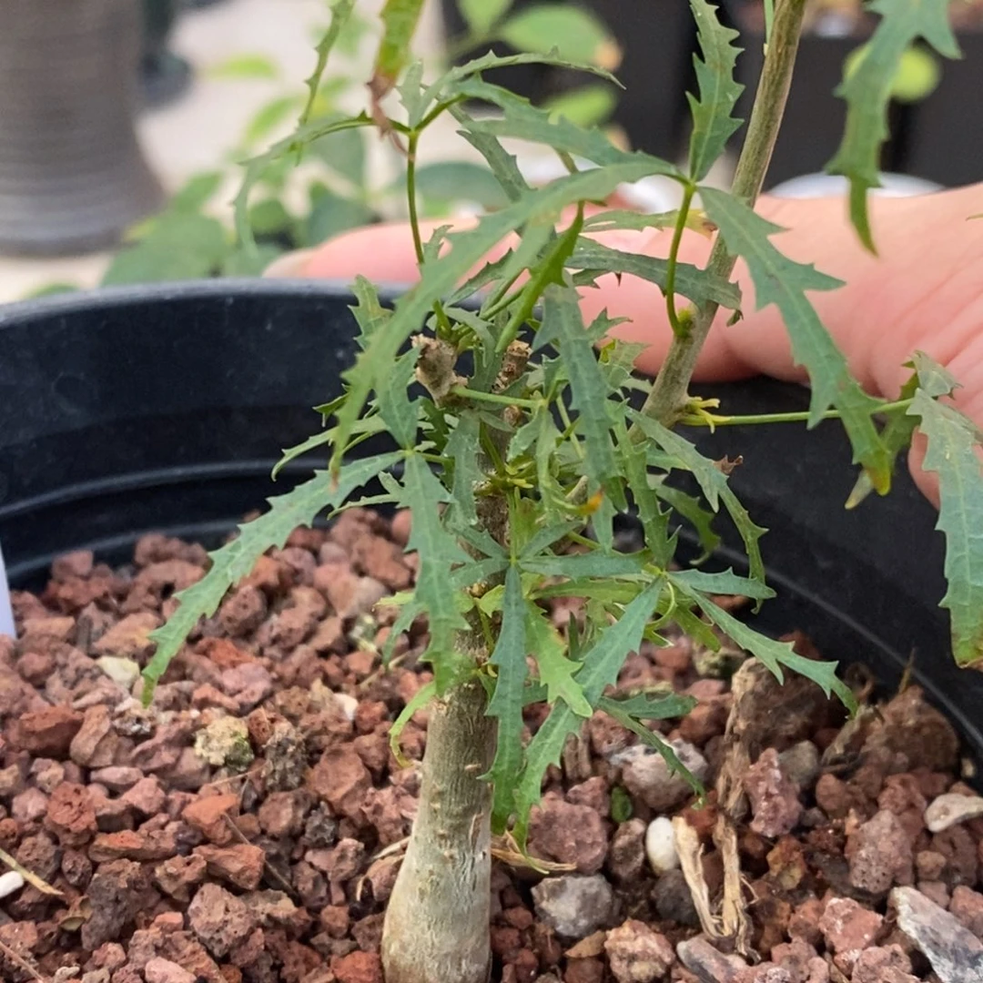 十二骑士（飞羽没药）实生带盆