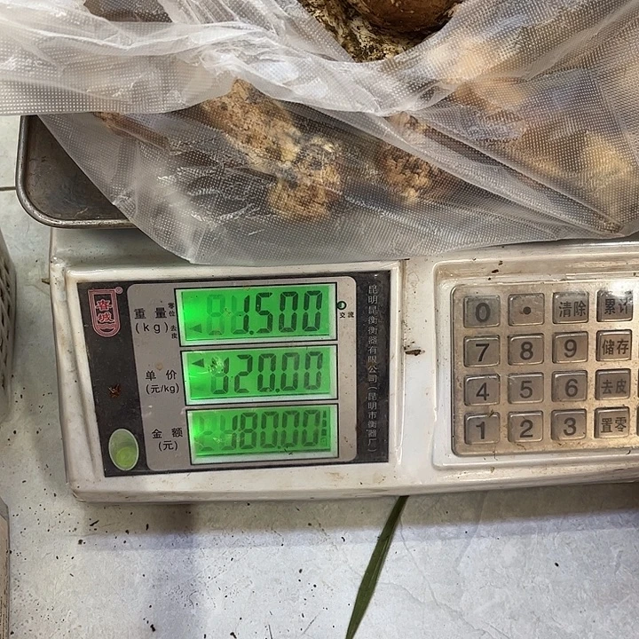 _****云南野生菌各种新鲜菌菇中国大陆