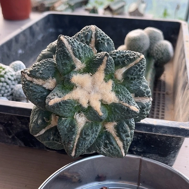 仙人球仙人球仙人球