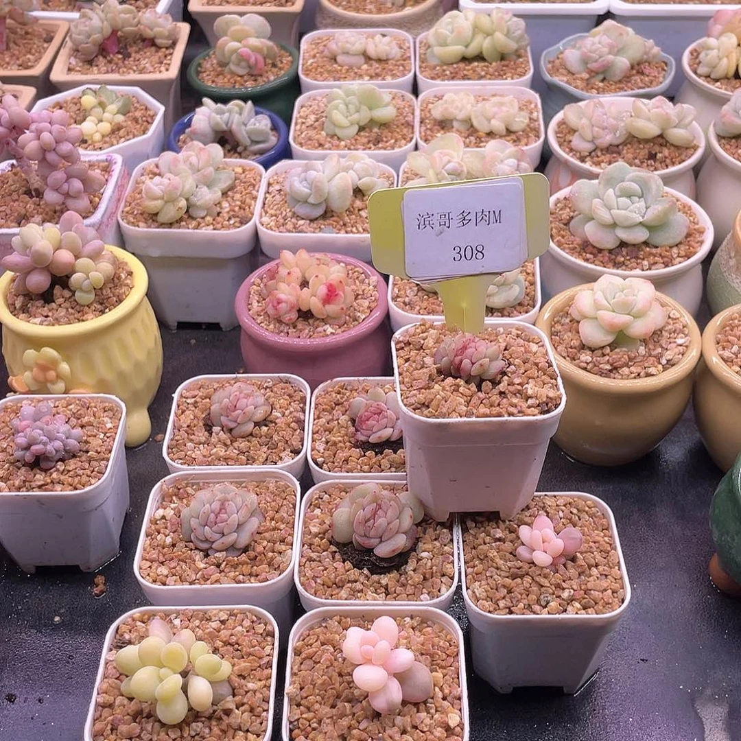 蓝**?滨哥多肉M308红恋缀化