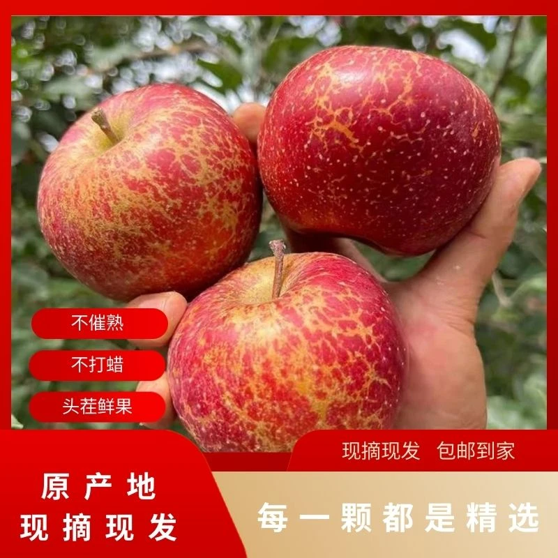【当季】现摘现发云南昭通高原冰糖心2025甜蜜多汁正宗丑冰糖心苹果
