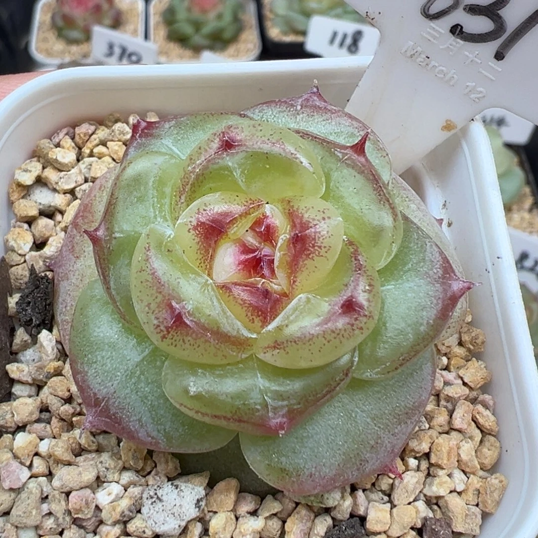 631号绿菩提 晗雨多肉